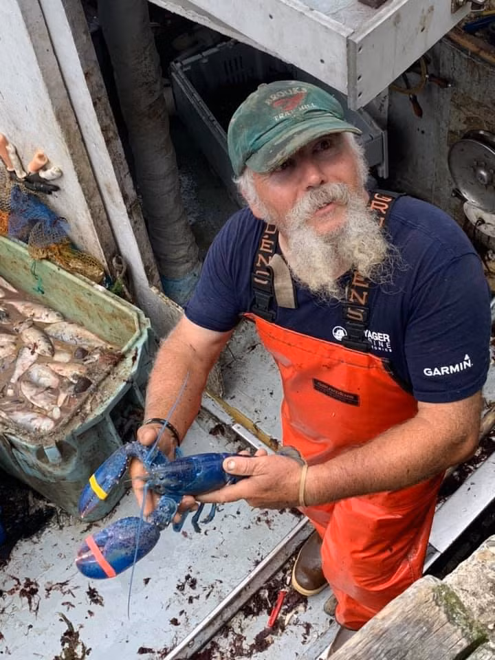 Ông Toby Burnham bên con tôm hùm xanh lam quý hiếm. Ảnh: Captain Joe and Sons Ông Toby Burnham bên con tôm hùm xanh lam quý hiếm. Ảnh: Captain Joe and Sons