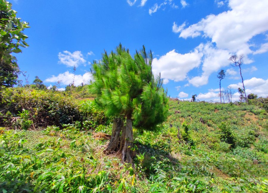 Sau 2 năm, dự án trồng rừng được hơn 104 ha rừng nhưng đến nay chỉ còn lại cây thông cô đơn. Ảnh: Lê Kiến.