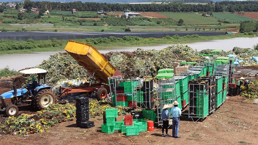 Đà Lạt Hasfarm tiêu hủy hoa tươi do không đạt yêu cầu xuất khẩu sang Úc - Ảnh Lâm Viên