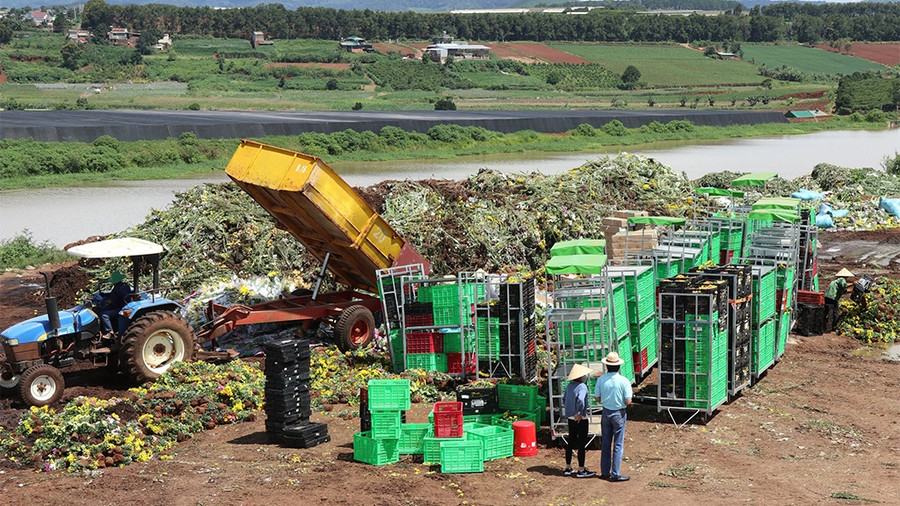 Đà Lạt Hasfarm tiêu hủy hoa tươi do không đạt yêu cầu xuất khẩu sang Úc - Ảnh Lâm Viên Đà Lạt Hasfarm tiêu hủy hoa tươi do không đạt yêu cầu xuất khẩu sang Úc - Ảnh Lâm Viên