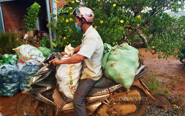 Một nông dân chở nông sản về điểm tập kết. Ảnh: Duy Hậu.