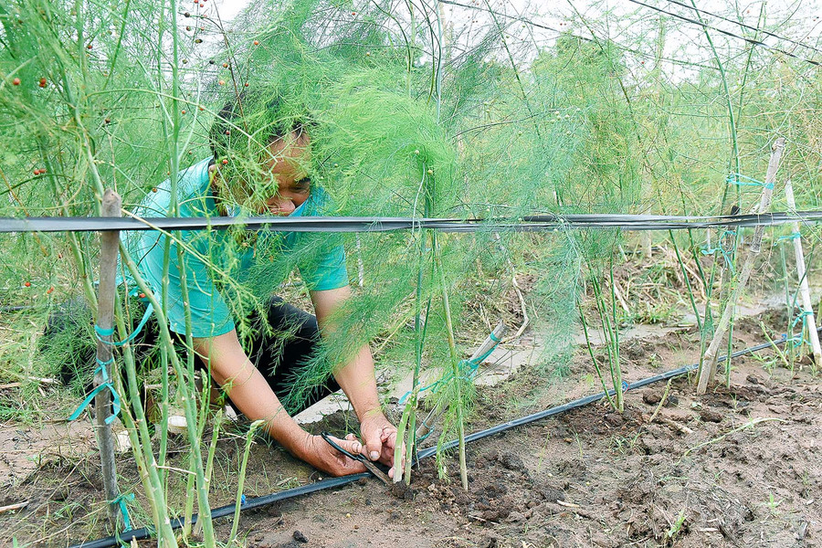 3.Ông Trần Văn Hay (thôn Tân Phong, xã Tân An) chia sẻ: Cuối năm 2020, ông tham gia mô hình, trồng thử nghiệm ½ sào măng tây, đến nay đã cho thu hoạch. Dù giá thu mua thấp hơn do ảnh hưởng của dịch Covid-19 nhưng cây măng tây vẫn cho thu nhập cao hơn các loại rau khác.