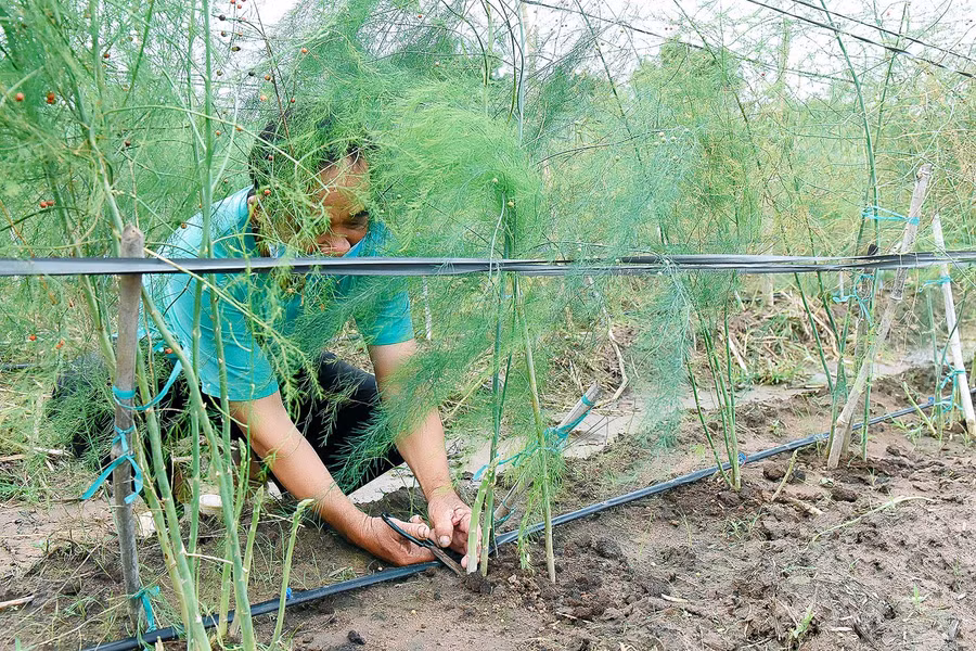 3.Ông Trần Văn Hay (thôn Tân Phong, xã Tân An) chia sẻ: Cuối năm 2020, ông tham gia mô hình, trồng thử nghiệm ½ sào măng tây, đến nay đã cho thu hoạch. Dù giá thu mua thấp hơn do ảnh hưởng của dịch Covid-19 nhưng cây măng tây vẫn cho thu nhập cao hơn các loại rau khác.