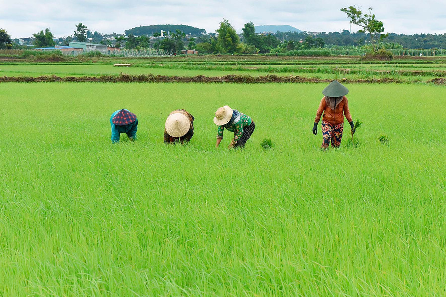Xã Hà Bầu triển khai cánh đồng lúa lớn một giống chất lượng cao trên diện tích 150 ha với 512 hộ tham gia.