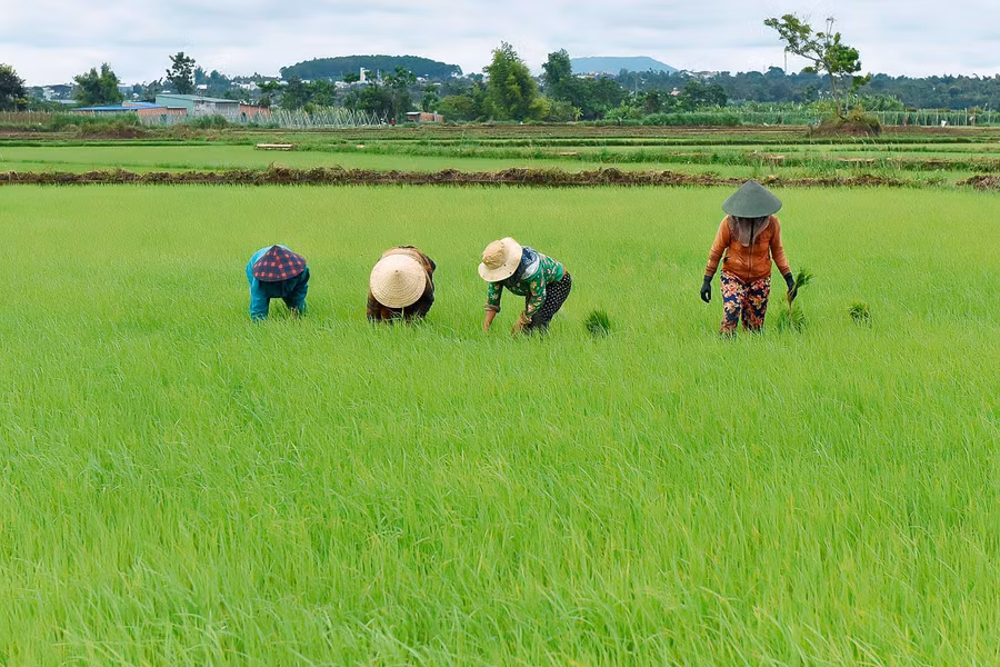 Xã Hà Bầu triển khai cánh đồng lúa lớn một giống chất lượng cao trên diện tích 150 ha với 512 hộ tham gia.