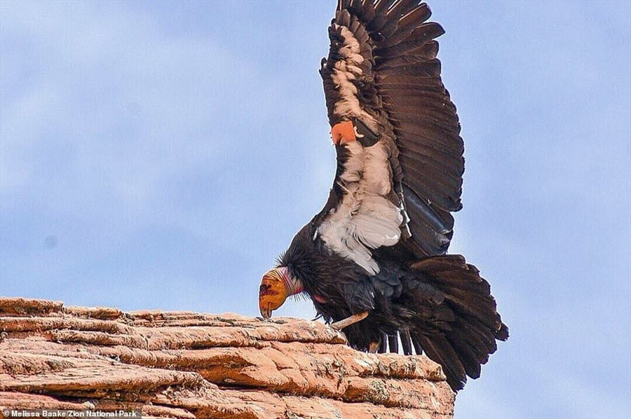  Loài chim này đang được bảo tồn ở mức cao nhất. Ảnh: Zion National Park