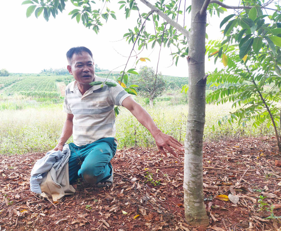 3. Ông Nguyễn Hữu Thảnh bên 1 gốc dổi của gia đình