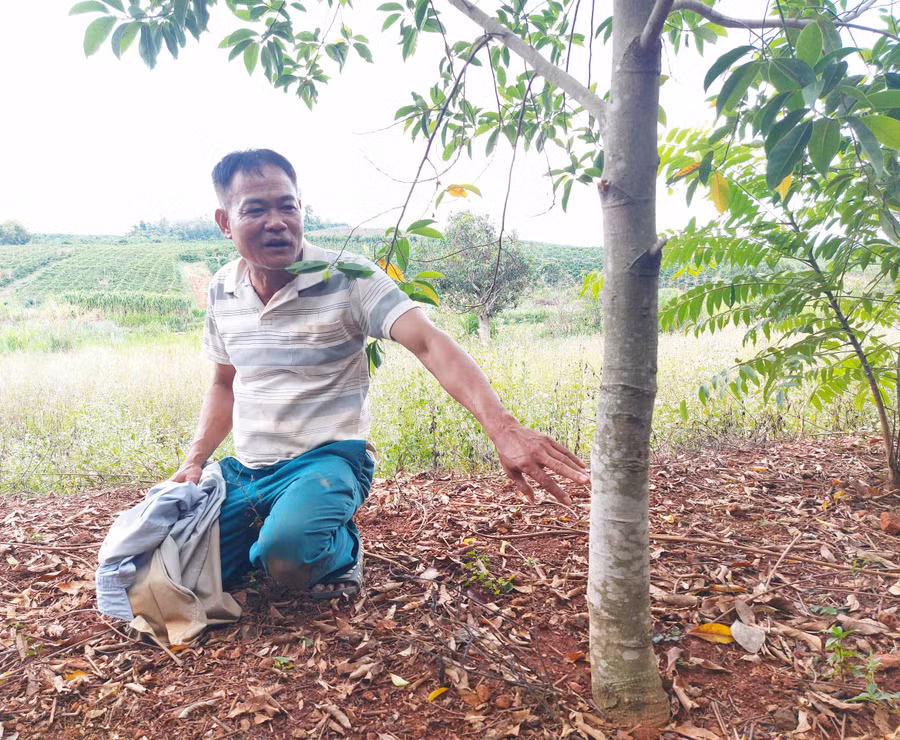 3. Ông Nguyễn Hữu Thảnh bên 1 gốc dổi của gia đình