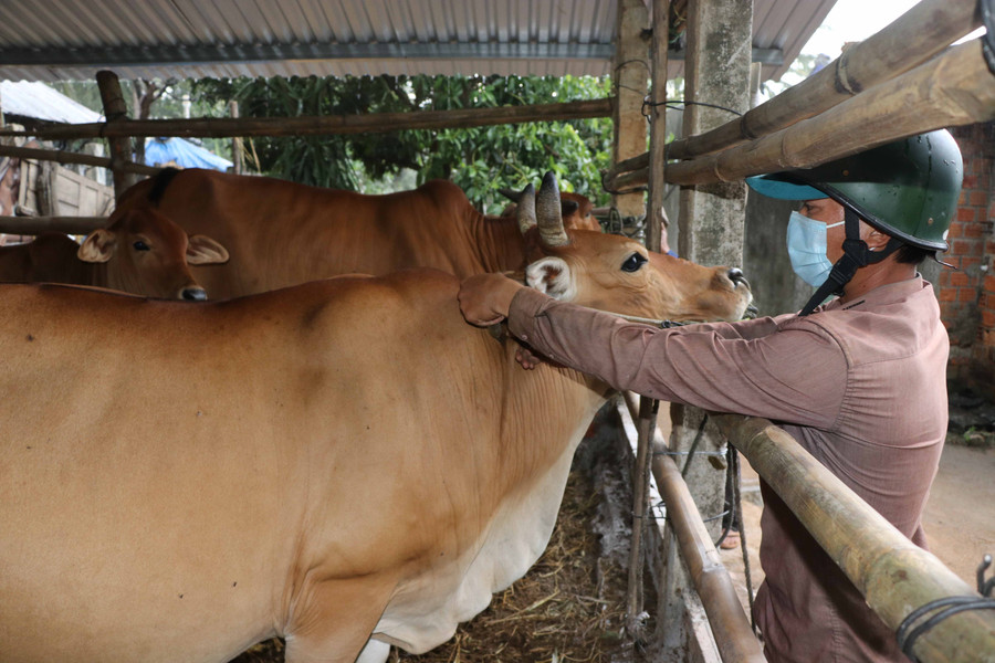 Nhân viên thú y tiêm vắc xin phòng bệnh viêm da nổi cục trên trâu, bò của hộ chăn nuôi ở xã Tân An. Ảnh Ngọc Minh