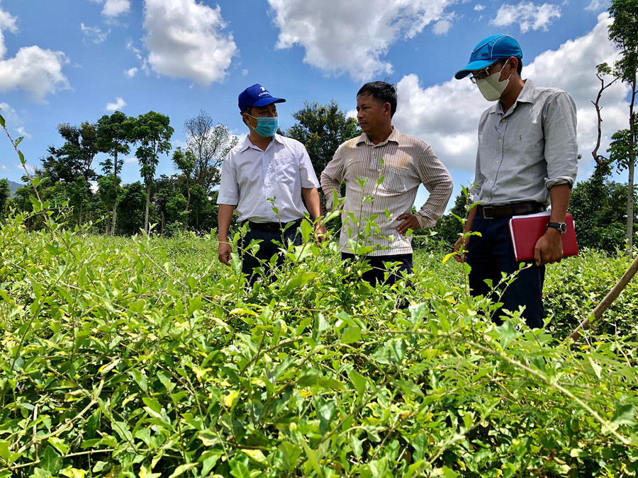 Mô hình trồng cà gai leo ở xã Ia Nhin (huyện Chư Păh) đang cho thu hoạch đợt đầu tiên Ảnh: Lê Nam Mô hình trồng cà gai leo ở xã Ia Nhin đã bất đầu cho thu hoạch. Ảnh: Lê Nam
