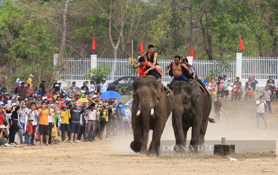 Voi tham gia chạy đua trong một lễ hội truyền thống ở Buôn Đôn, tỉnh Đắk Lắk. Ảnh: Duy Hậu.