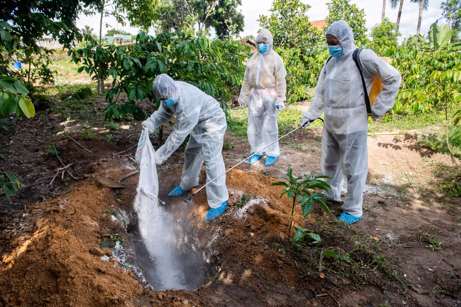 Lực lượng chức năng tiêu hủy bò chết vì bệnh viêm da nổi cục ở xã Đăk Cấm. Ảnh: ĐT