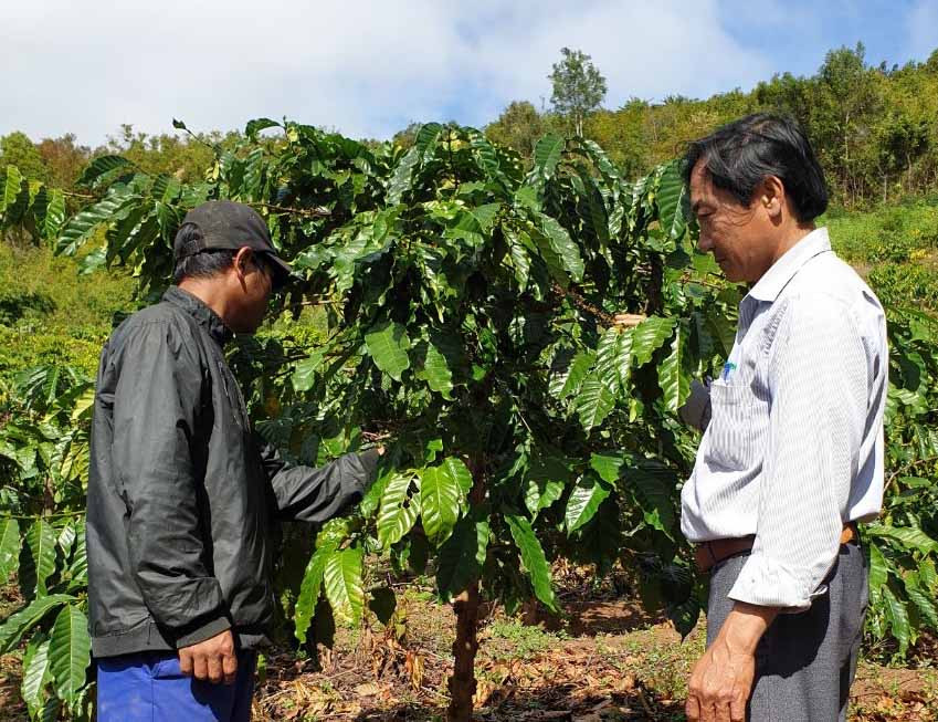 4. Dạy người dân làng Pờ Yầu kỹ thuật chăm sóc cà phê (ảnh chụp năm 2020). Ảnh Bảo Trung