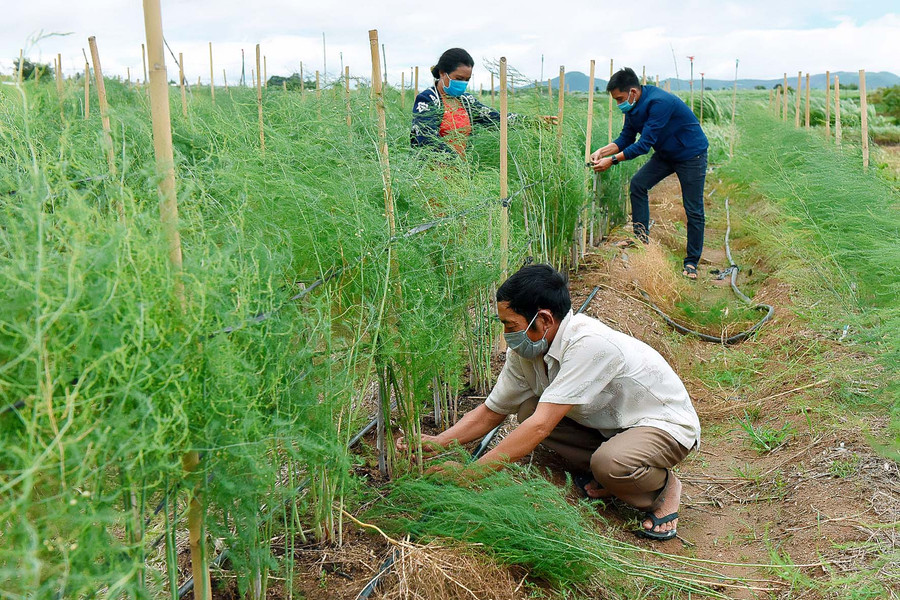 7.Dự án hỗ trợ mỗi hộ gia đình 660 cây giống măng tây và hệ thống tưới tiết kiệm với giá trị khoảng 2,5 triệu đồng.
