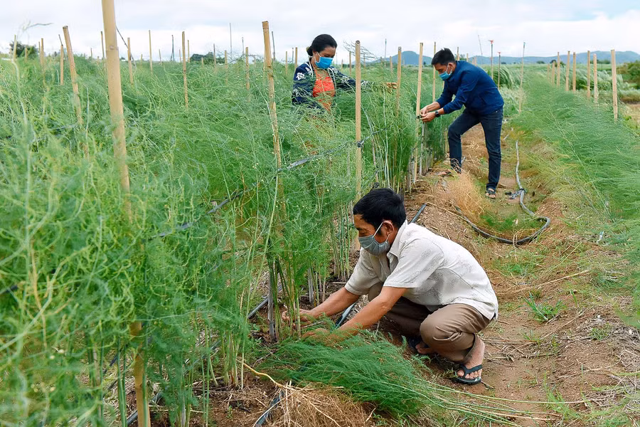 7.Dự án hỗ trợ mỗi hộ gia đình 660 cây giống măng tây và hệ thống tưới tiết kiệm với giá trị khoảng 2,5 triệu đồng.