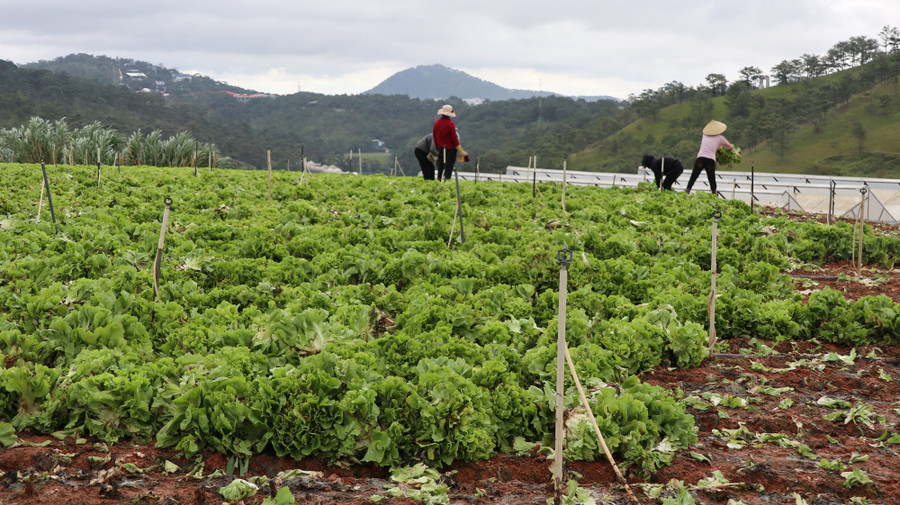 Người dân tại phường 8, TP.Đà Lạt bẻ bỏ rau xà lách do không bán được. Ảnh: Văn Long.