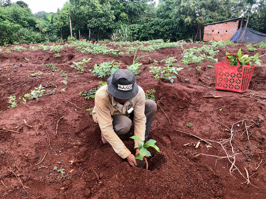 Cùng với sự hỗ trợ của huyện, ông Rơ Châm Men (làng Bồ, xã Ia Yok) mua thêm 480 cây cà phê giống TRS1 để tái canh. Ảnh: Lê Nam Ông Rơ Châm Men-làng Bồ (xã Ia Yok) đang trồng tái canh cây cà phê. Ảnh: Lê Nam