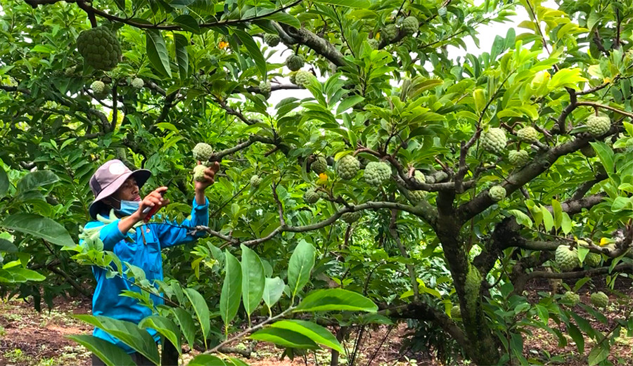 Vườn na trĩu quả của gia đình ông Lê Văn Ất (thôn 2, xã Kông Yang, huyện Kông Chro) mang lại thu nhập hàng trăm triệu đồng. Ảnh: An Phát