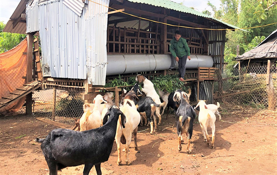 Tổ hội nghề nghiệp chăn nuôi dê của xã Ia Boòng có 18 thành viên ở 6 thôn, làng. Ảnh: Trần Dung