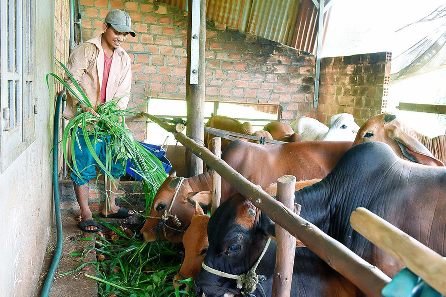 7.Anh Ơn (làng Bông Phrao , xã An Phú) vay 25 triệu từ Quỹ hỗ trợ nông dân để trồng cỏ voi và nuôi 6 bò mang lại hiệu quả cao. 