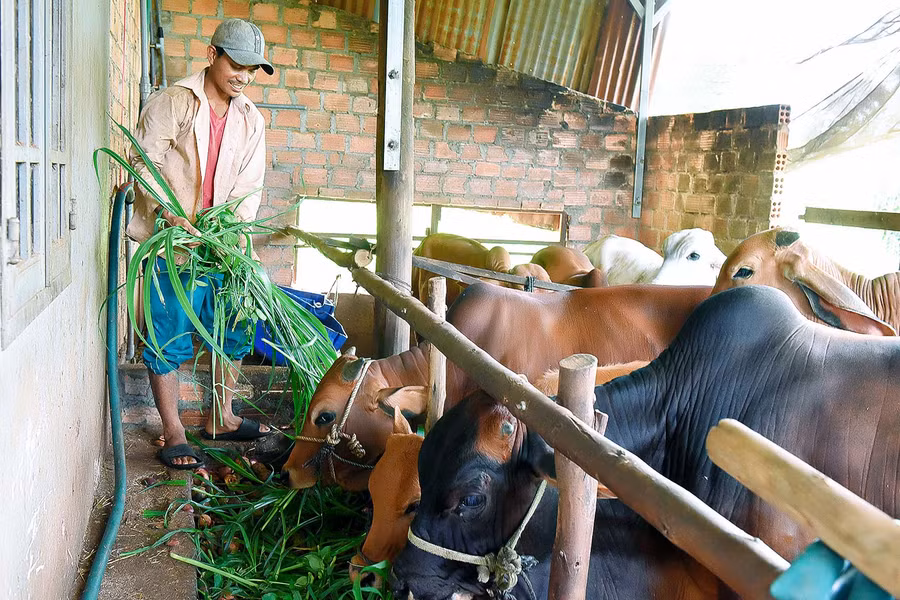 7.Anh Ơn (làng Bông Phrao , xã An Phú) vay 25 triệu từ Quỹ hỗ trợ nông dân để trồng cỏ voi và nuôi 6 bò mang lại hiệu quả cao. 