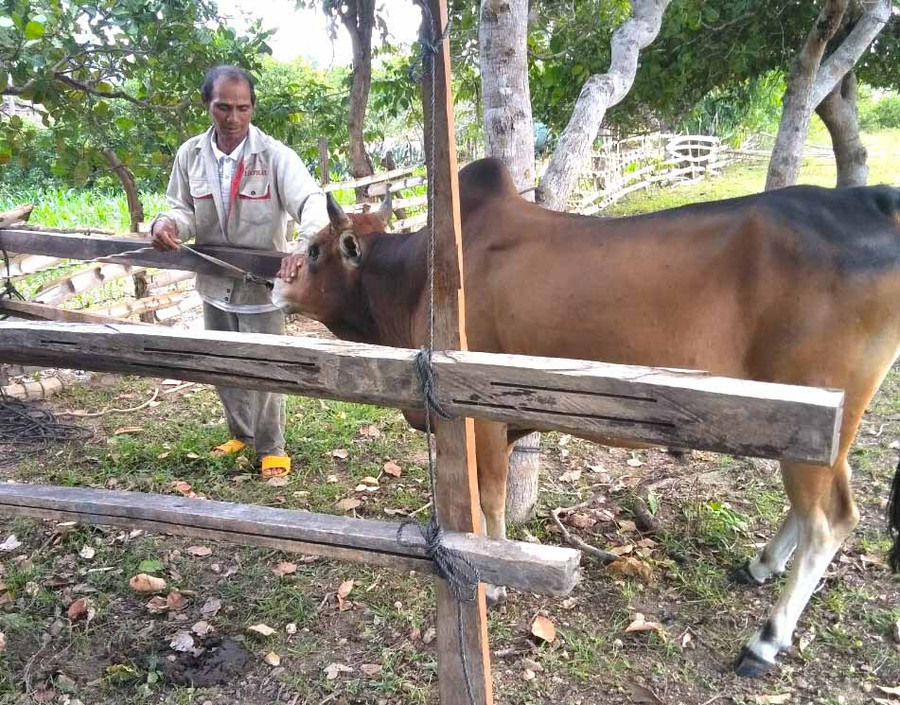 Ông Đinh Hloah (tổ dân phố Plei Nghe, thị trấn Kông Chro) nhốt riêng con bò bị bệnh để điều trị. Ảnh: Ngọc Minh