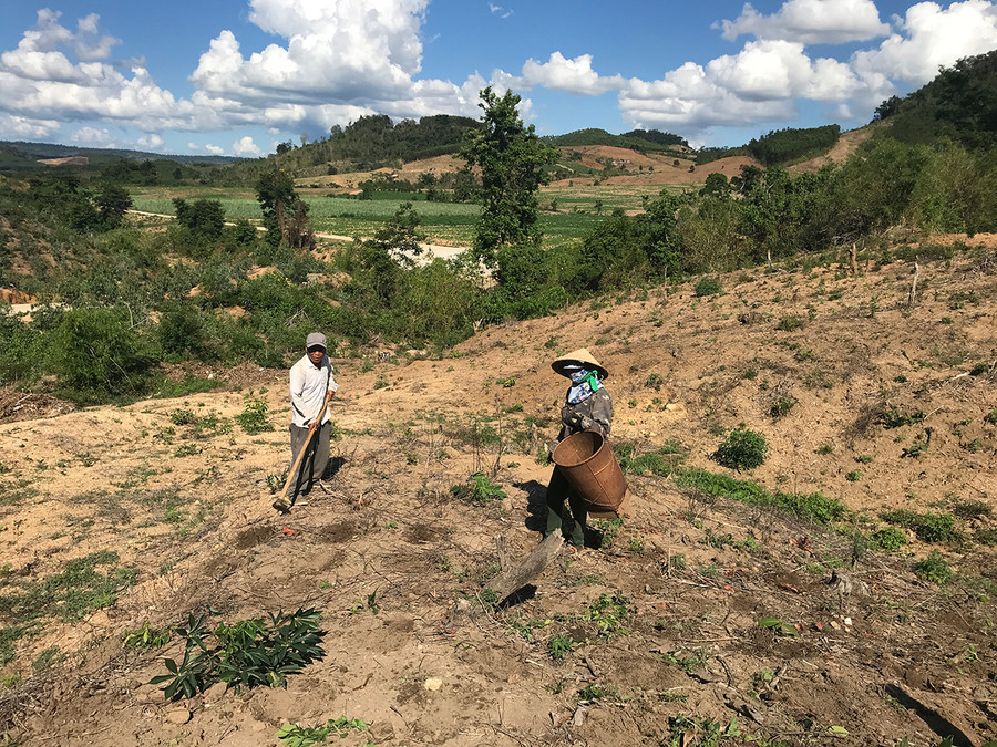 Người dân xã Lơ Ku trồng dặm lại diện tích mì đã chết. Ảnh: Quang Tấn