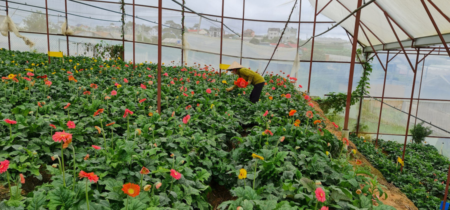 Chị Tình vẫn phải thu hoạch những bông hoa quá lứa để không ảnh hưởng đến cây hoa đồng tiền. Ảnh: Văn Long.