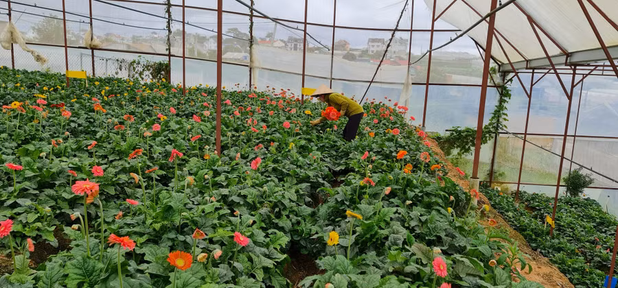 Chị Tình vẫn phải thu hoạch những bông hoa quá lứa để không ảnh hưởng đến cây hoa đồng tiền. Ảnh: Văn Long.