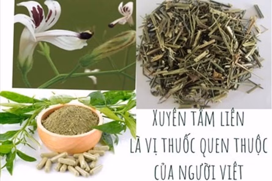 Xuyên tâm liên đã bước đầu cho thấy hiệu quả khả quan trong việc hỗ trợ điều trị COVID-19.