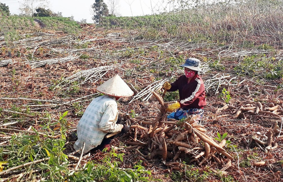 Chính quyền thành phố Kon Tum khuyến cáo người dân cẩn trọng trong khâu chọn hom mì giống. Ảnh: HL Chính quyền thành phố Kon Tum khuyến cáo người dân cẩn trọng trong khâu chọn hom mì giống. Ảnh: HL