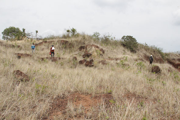 Nhóm anh Mai Văn Bình đi “săn” mật ong rừng trên một quả đồi tại phường Tân Lợi, TP. Buôn Ma Thuột, tỉnh Đắk Lắk.
