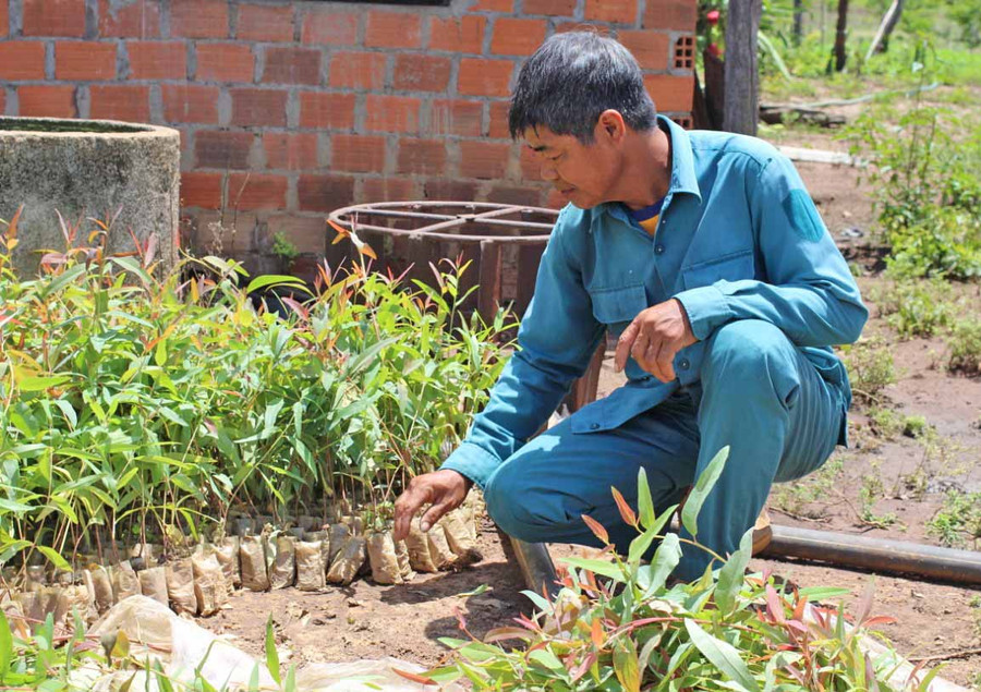 Xã Yang Trung tiếp tục vận động người dân triển khai các mô hình trồng rừng, cây ăn quả để nâng cao thu nhập. Ảnh: Thiên Di