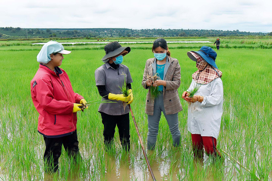 Bà Planh-cán bộ Nông nghiệp Địa chính xã Hà Bầu (thứ 2 từ phải sang) trao đổi với người dân về kinh nghiệm chăm sóc lúa.