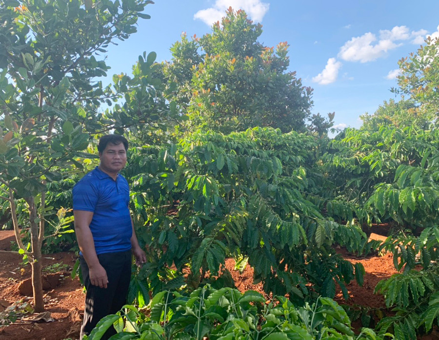  Cựu chiến binh Rơ Mah Han (làng Hrang, xã Ia Kriêng) bên vườn cà phê của gia đình. Ảnh: Nhật Hào