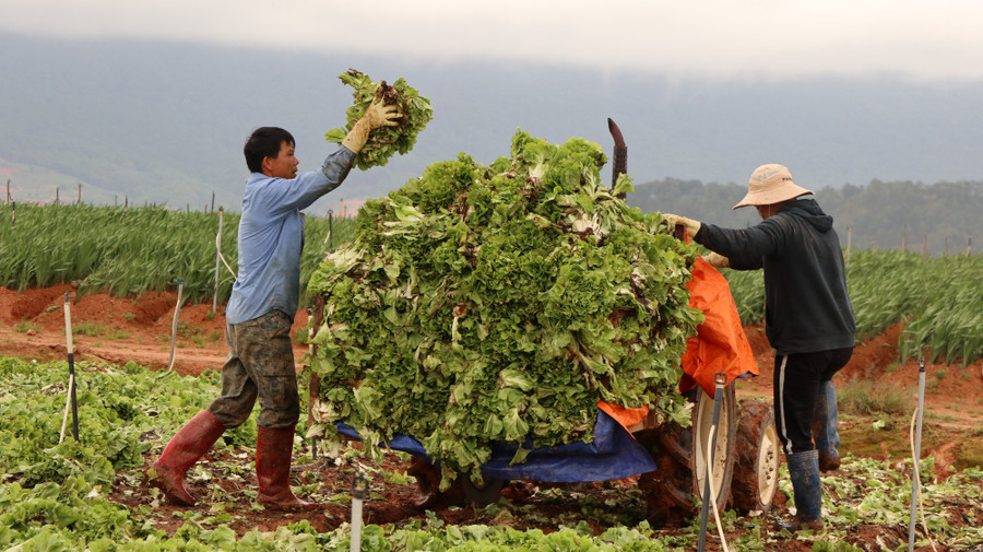 Rau sau khi bẻ sẽ được thu gom lên máy cày chở đi đổ bỏ. Ảnh: Văn Long.