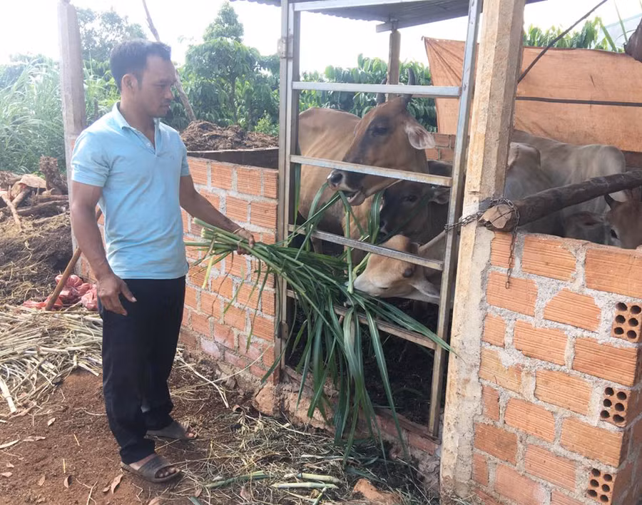 Nhờ sử dụng vốn vay hiệu quả, gia đình anh Ang Lang (làng Ring Rai, xã Hà Bầu) đã thoát nghèo. Ảnh: R'Ô HOK Nhờ sử dụng vốn vay hiệu quả, gia đình anh Ang Lang (làng Ring Rai, xã Hà Bầu) đã thoát nghèo. Ảnh: RÔ HOK