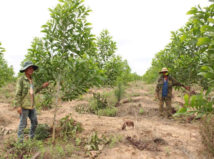 Người dân xã Ia Blứ nhận khoán trồng rừng gỗ lớn trên đất trống đồi trọc. Ảnh: Nguyễn Diệp