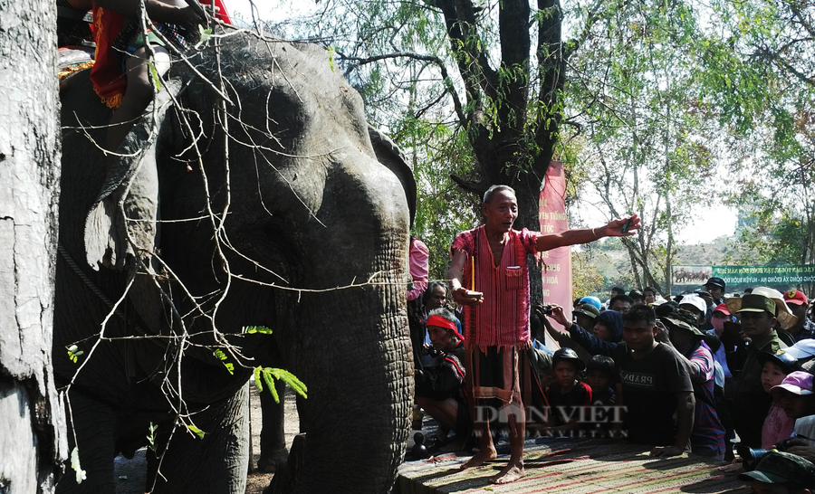 Thầy cúng hướng dẫn đàn voi xếp hàng để chuẩn bị cho buổi lễ cúng sức khỏe cho voi. Ảnh: Duy Hậu.