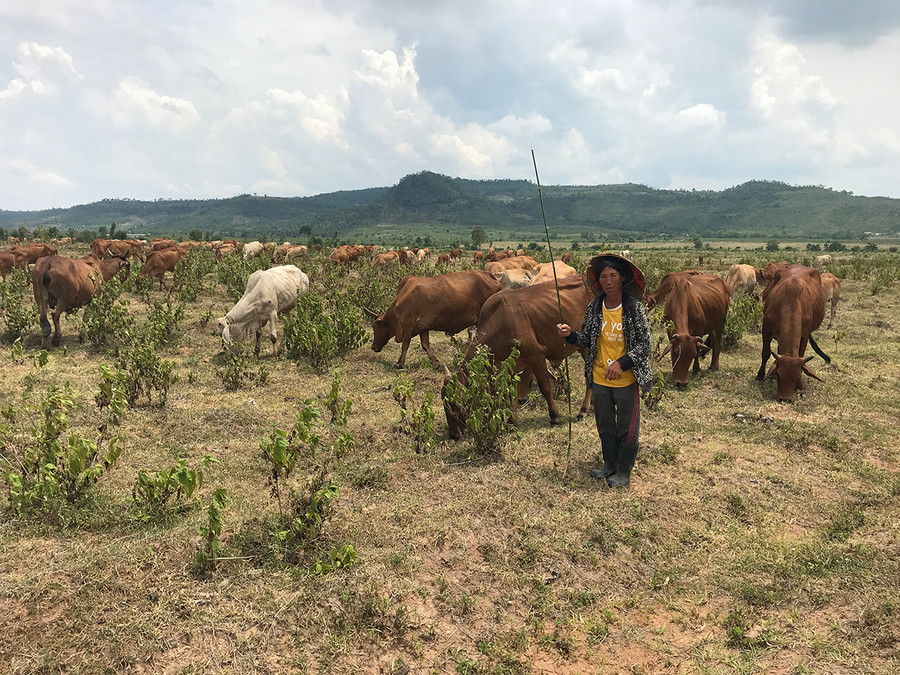Chăn nuôi bò thả rông là một trong những nguyên nhân dẫn đến lây lan dịch bệnh viêm da nổi cục. Ảnh: Nguyễn Hồng Chăn nuôi bò thả rông là một trong những nguyên nhân dẫn đến lây lan dịch bệnh viêm da nổi cục. Ảnh: Nguyễn Hồng
