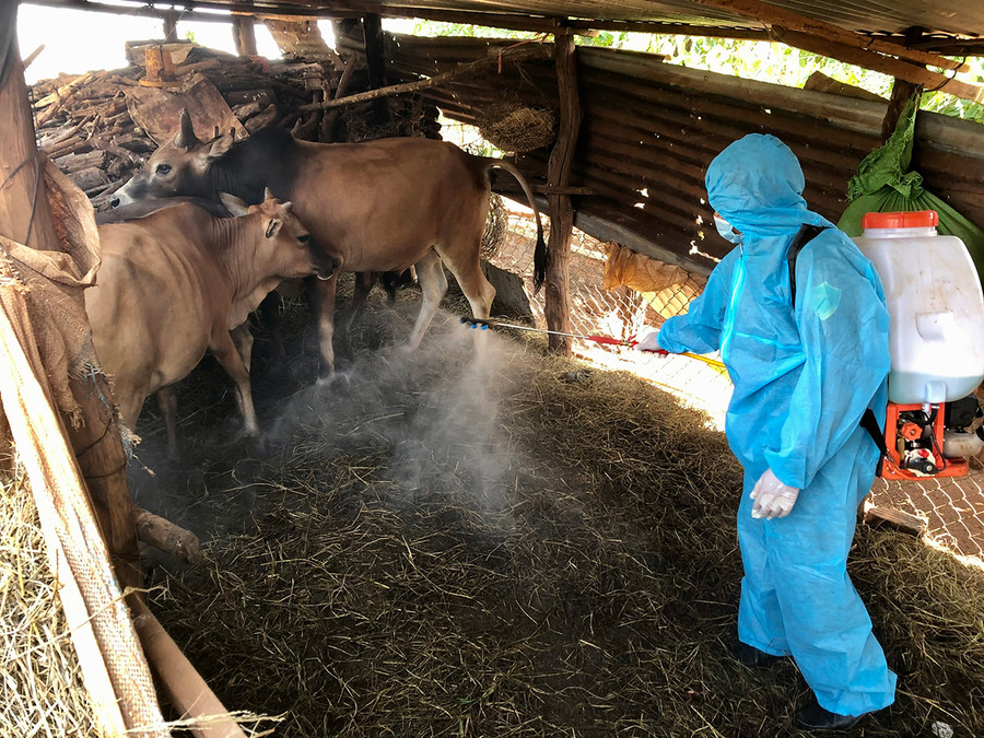 Lực lượng chức năng xã Ia Pết (huyện Đak Đoa) phun tiêu độc, khử trùng khu vực chăn nuôi có bò bị bệnh viêm da nổi cục. Ảnh: Lê Nam Lực lượng chức năng xã Ia Pết (huyện Đak Đoa) phun tiêu độc, khử trùng khu vực chăn nuôi có bò bị bệnh VDNC. Ảnh: Lê Nam