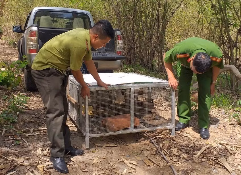 Lực lượng chức năng tỉnh Đắk Nông thả động vật về rừng. Ảnh: Bảo Lâm