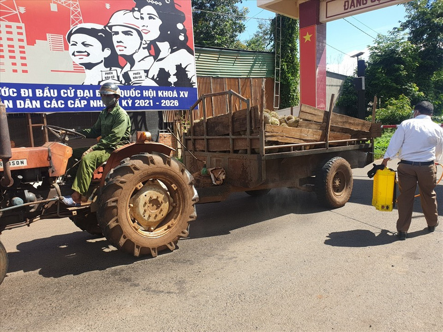 Sầu riêng huyện Cư Kuin, tỉnh Đắk Lắk đang đến mùa thu hoạch nhưng rớt giá thảm hại vì dịch COVID-19. Ảnh: B.T Sầu riêng huyện Cư Kuin, tỉnh Đắk Lắk đang đến mùa thu hoạch nhưng rớt giá thảm hại vì dịch COVID-19. Ảnh: B.T
