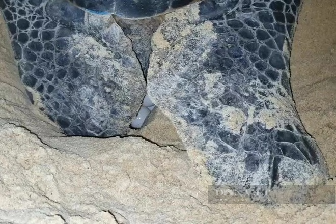 Cận cảnh rùa biển khổng lồ lên bờ đẻ trứng. Ảnh: TB. Cận cảnh rùa biển khổng lồ lên bờ đẻ trứng. Ảnh: TB.