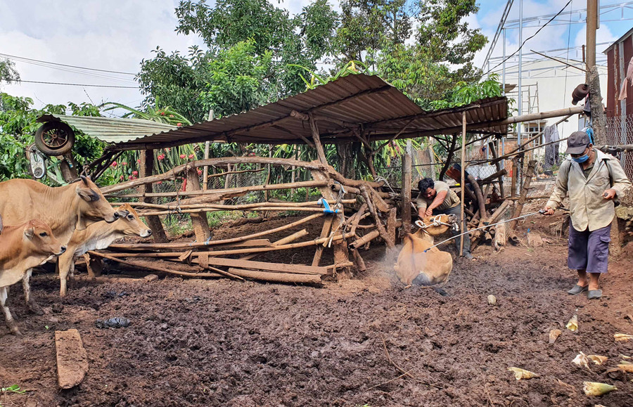 Một hộ dân phường Chi Lăng phun hóa chất diệt côn trùng ngăn ngừa lây lan dịch bệnh