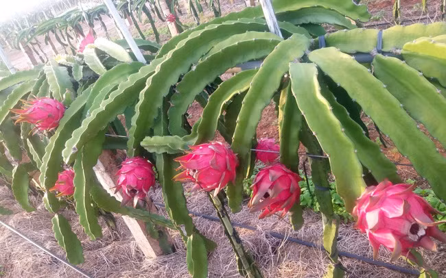 Trang trại Hồng Hà còn trồng giống thanh long búp sen đỏ, từ Đài Loan. Ảnh Hồng Hà