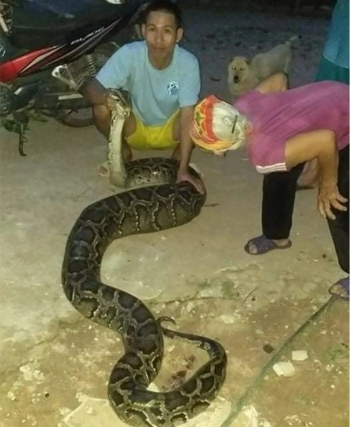 Con trăn nặng gần 40kg bị người dân bắt khi vào vườn bắt dê. Ảnh: N. Lộc