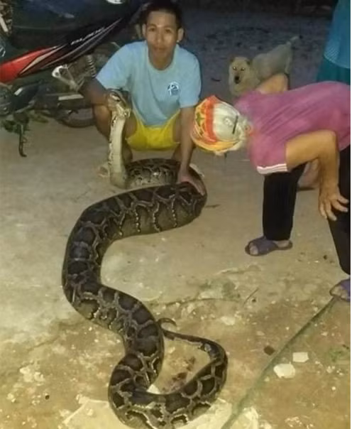 Con trăn nặng gần 40kg bị người dân bắt khi vào vườn bắt dê. Ảnh: N. Lộc