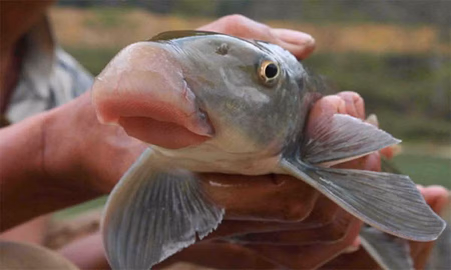 Môi cá Anh Vũ dày và dài khác thường so với các loài cá khác. (Ảnh: Internet)