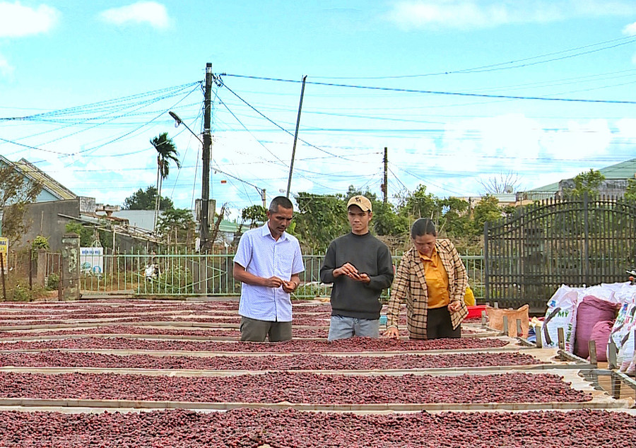 Cà phê được lựa hái khi chín đỏ và phơi trên giàn là một trong những tiêu chí đạt thang điểm trên 80 và được công nhận là cà phê đặc sản. Ảnh: Minh Châu Cà phê được lựa hái khi chín đỏ và phơi trên giàn là một trong những tiêu chí đạt thang điểm trên 80 và được công nhận là cà phê đặc sản. Ảnh: Minh Châu